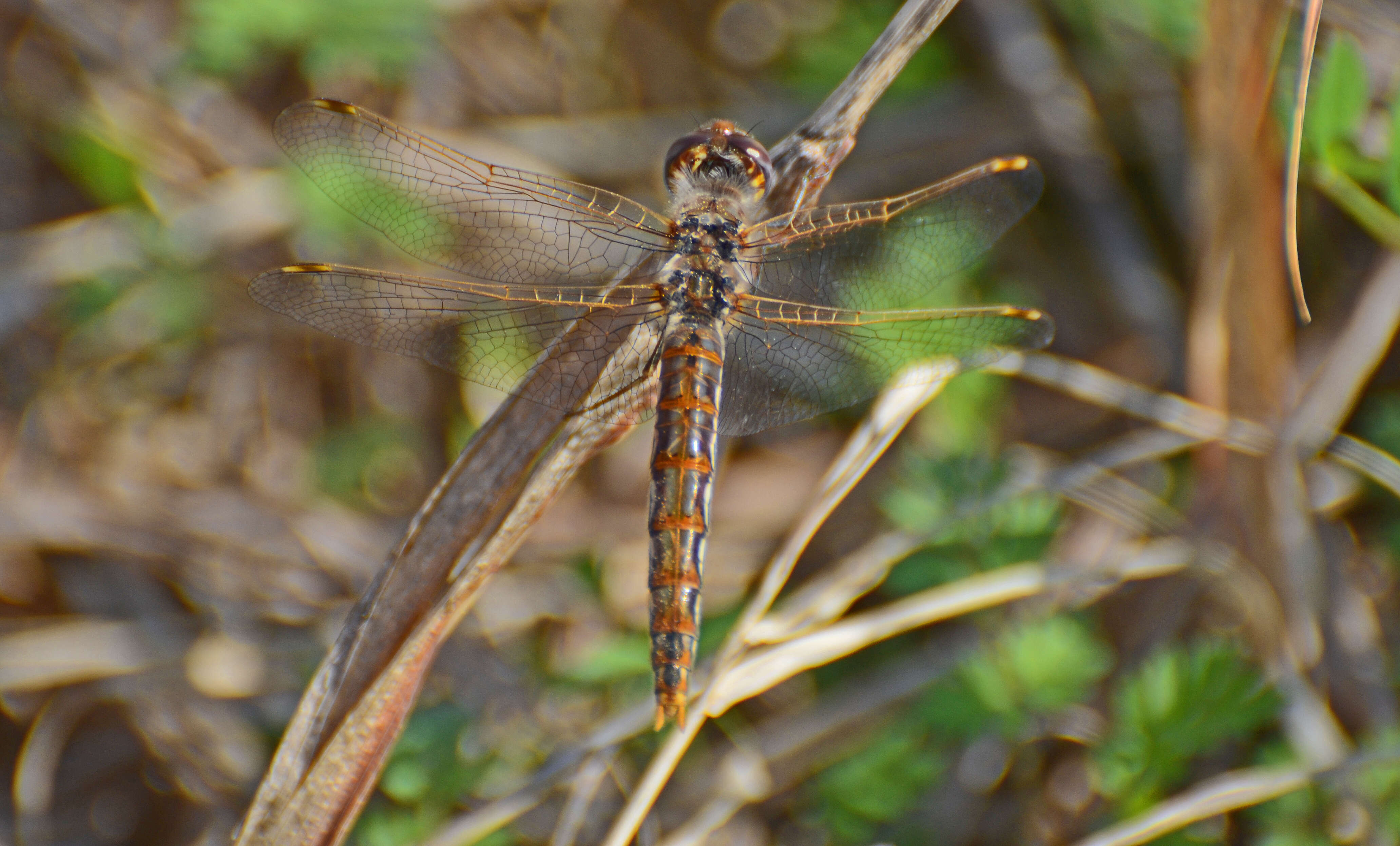 Image of Variegated Meadowhawk