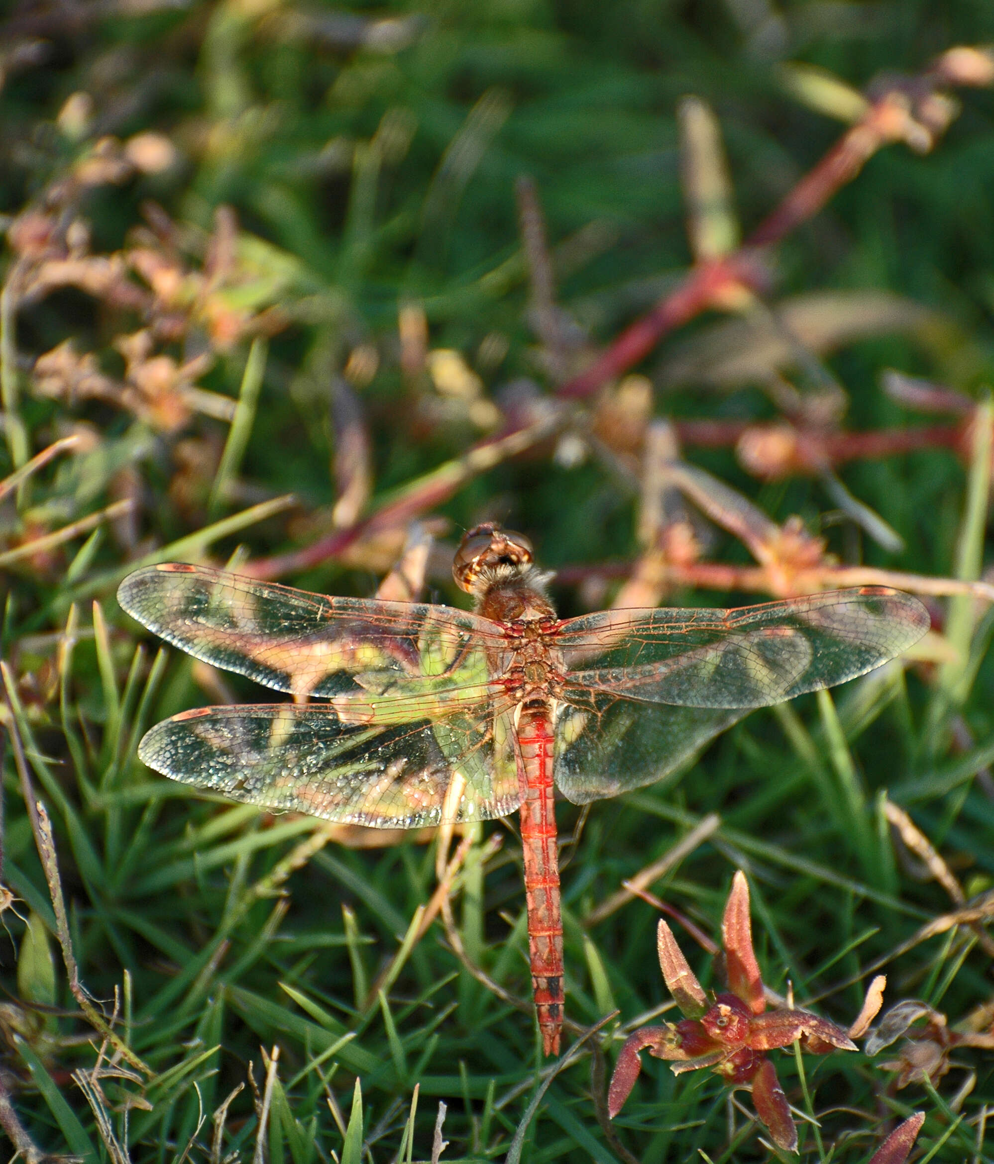 Image of Variegated Meadowhawk