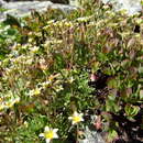 Saxifraga moschata Wulfen resmi