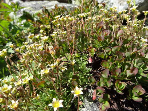 Image of Saxifraga moschata Wulfen