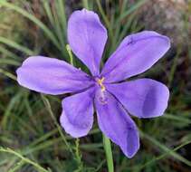 Imagem de Salpingostylis caelestina (W. Bartram) Small