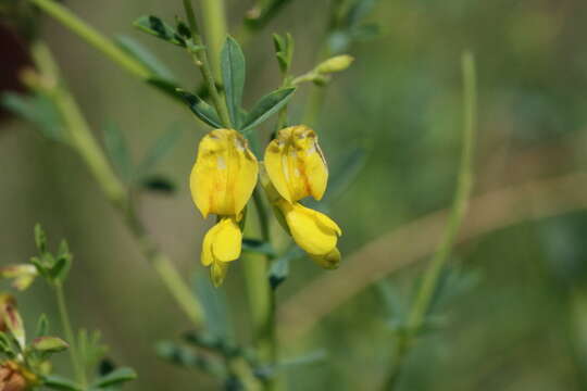 Image of Dichilus lebeckioides DC.