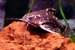 Image of Spotted raphael catfish