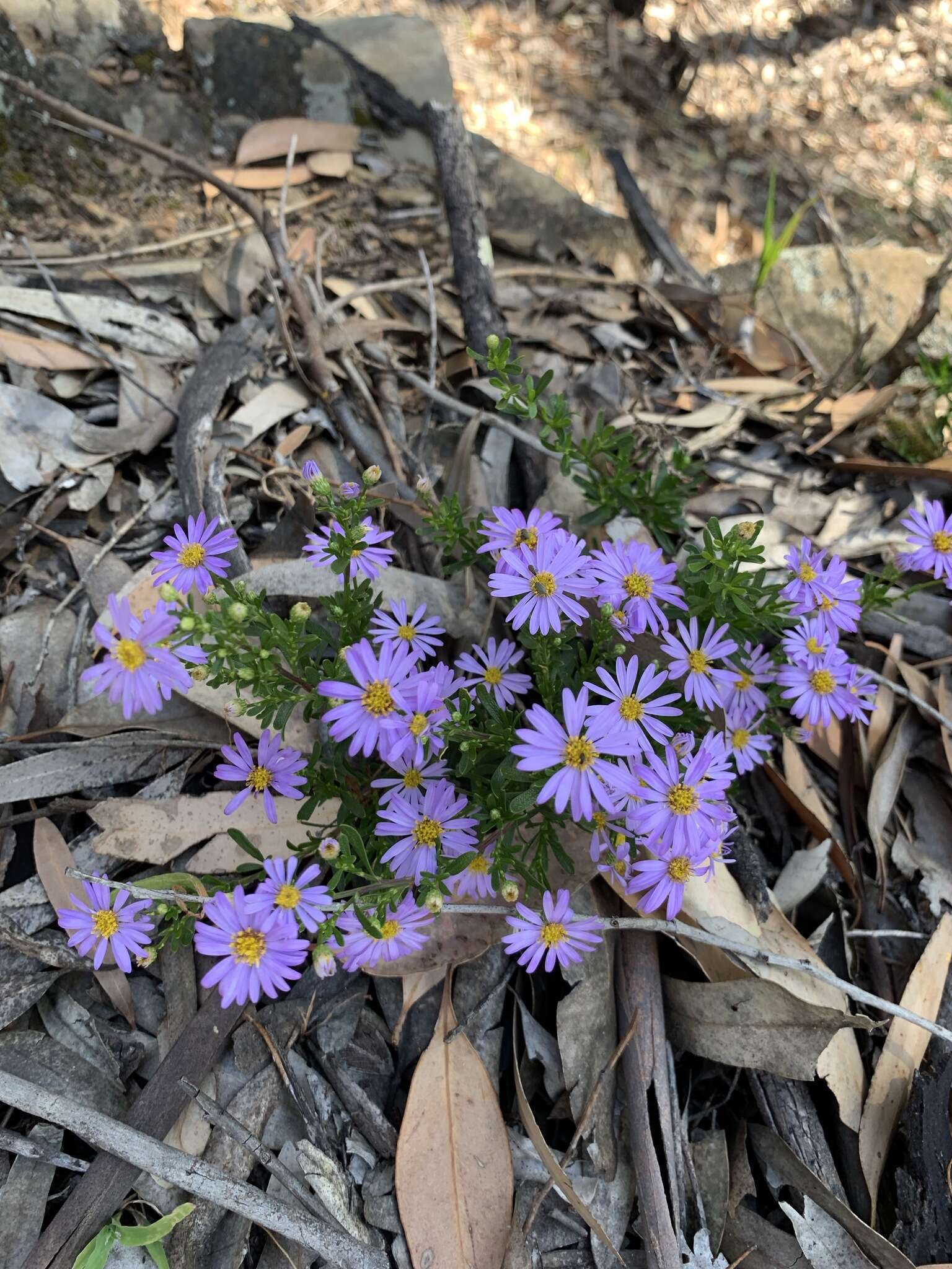 Felicia fruticosa subsp. fruticosa resmi