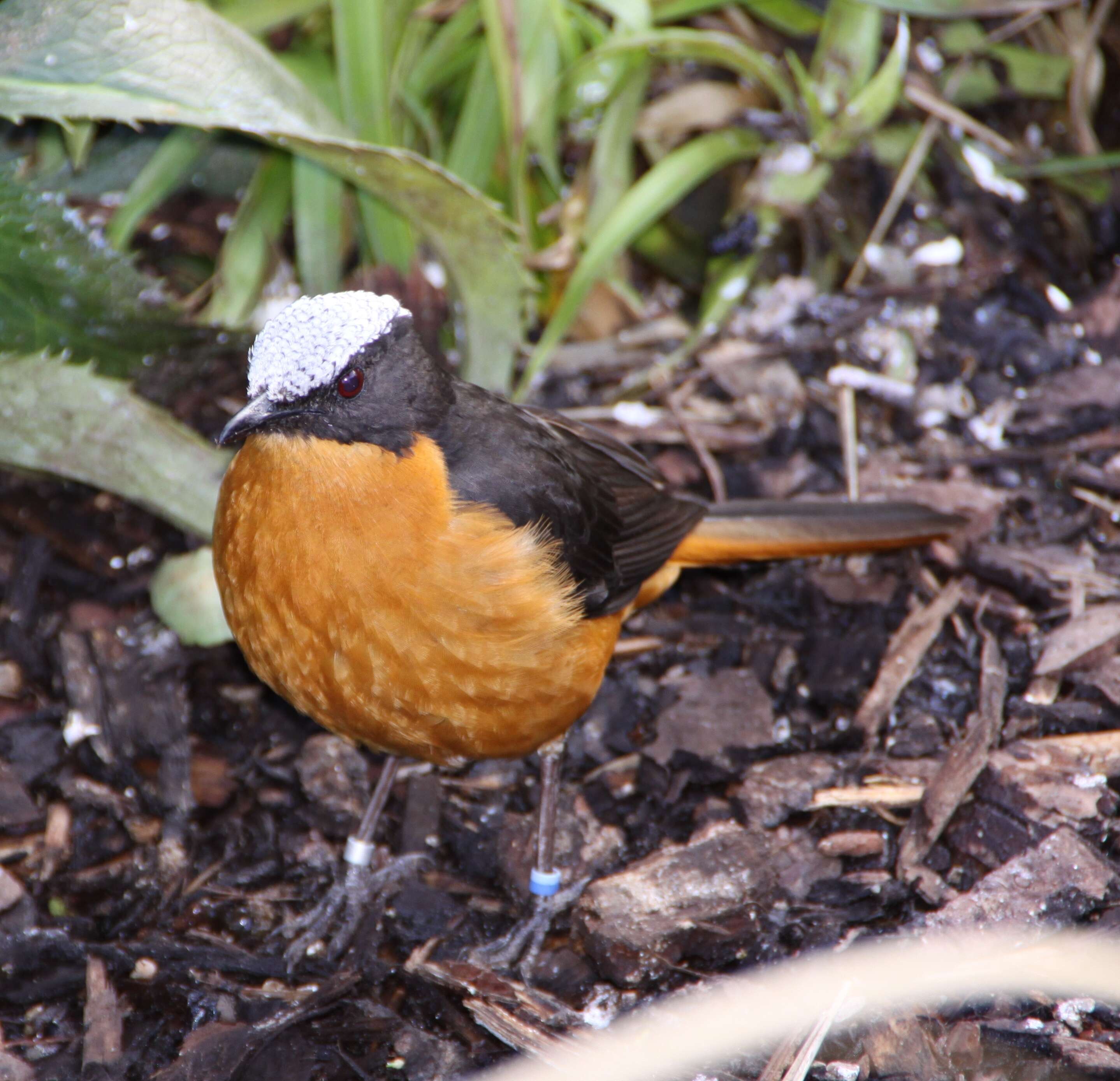 Image of White-crowned Robin-Chat