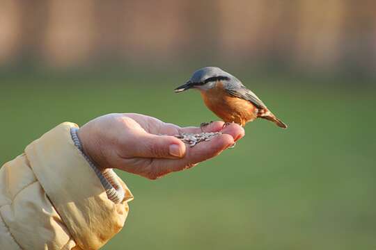 Image of Eurasian Nuthatch