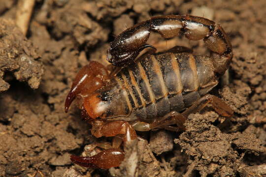 Image of Bothriurus prospicuus Mello-Leitão 1932