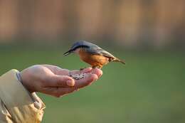 Image of Eurasian Nuthatch