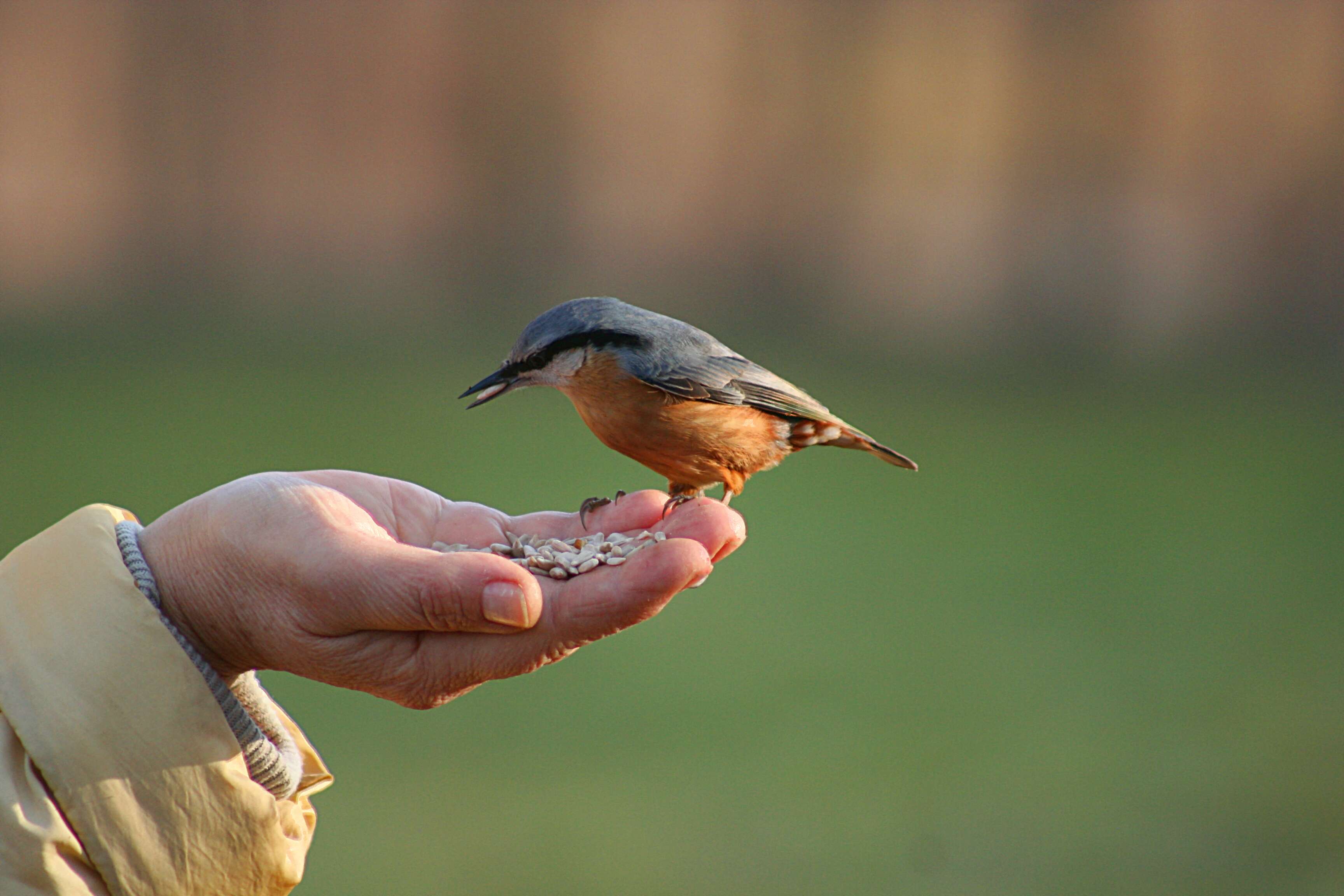 Image of Eurasian Nuthatch