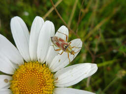 Image de Calocoris roseomaculatus (De Geer 1773)