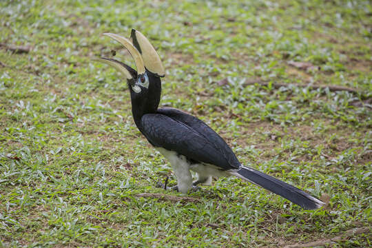 Image of Oriental Pied Hornbill