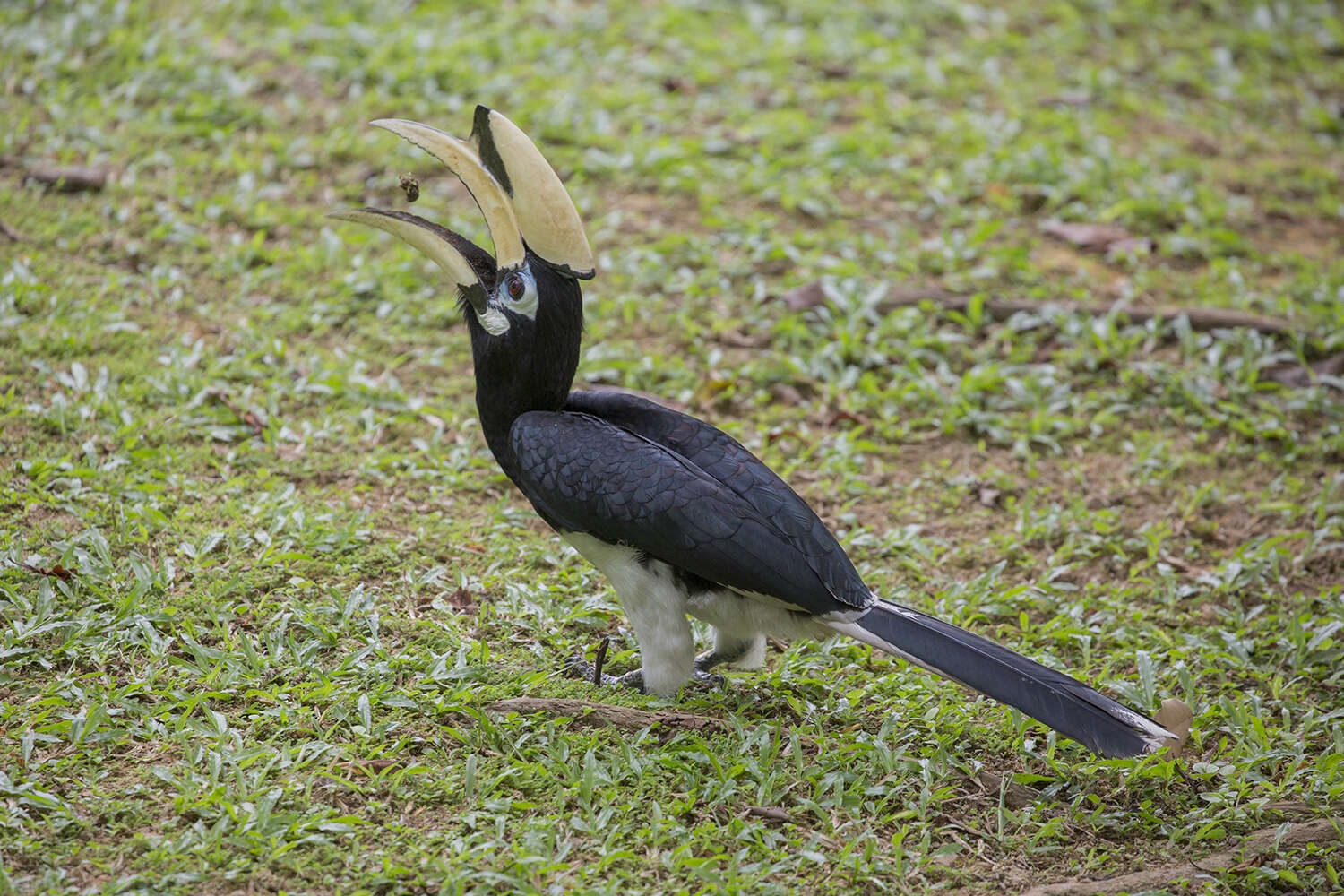 Image of Oriental Pied Hornbill