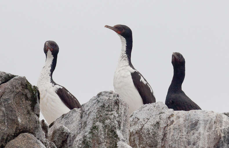 Image of Foveaux Shag