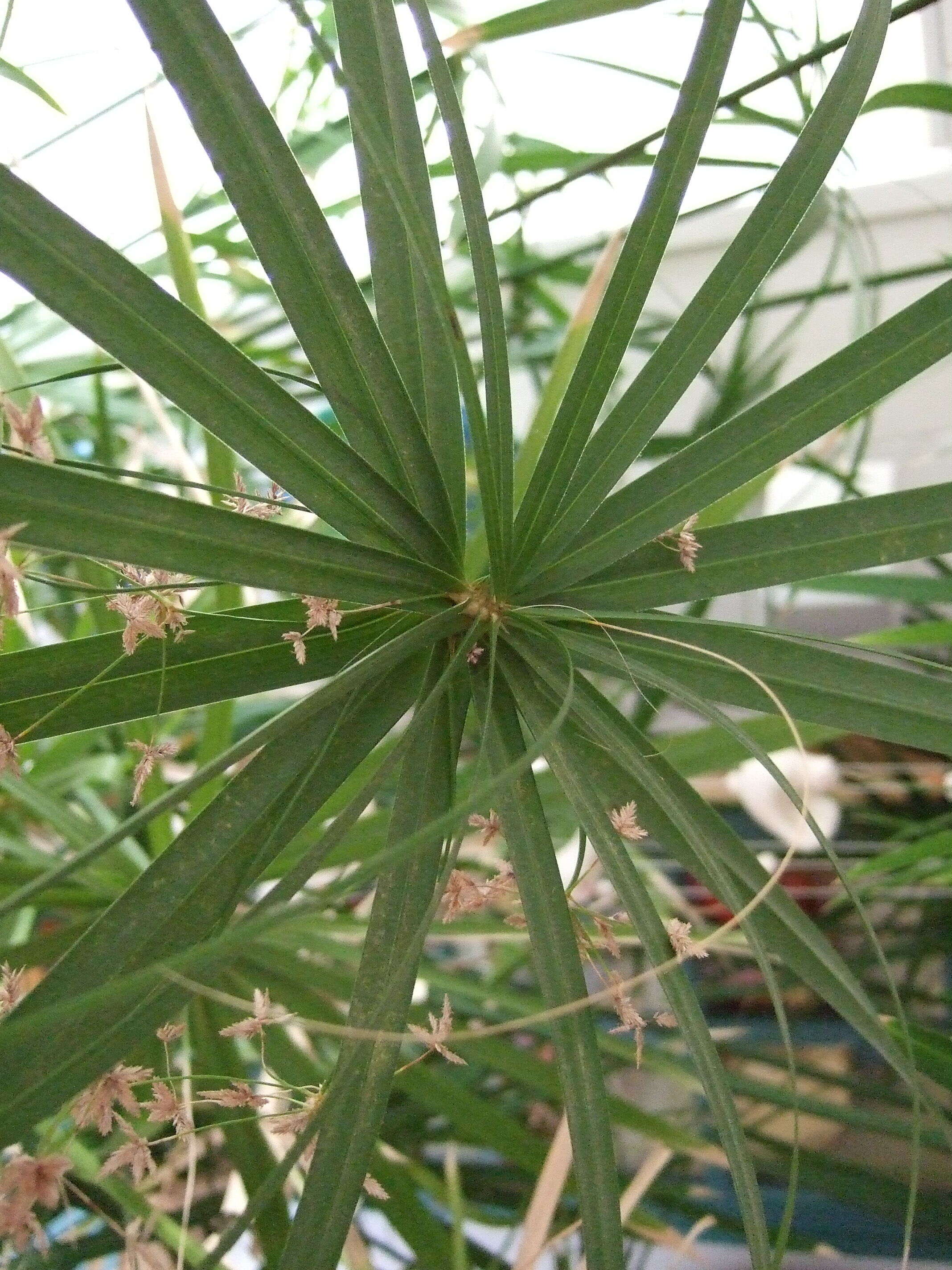 Sivun Cyperus alternifolius L. kuva