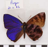 Plancia ëd Arhopala fulgida (Hewitson 1863)