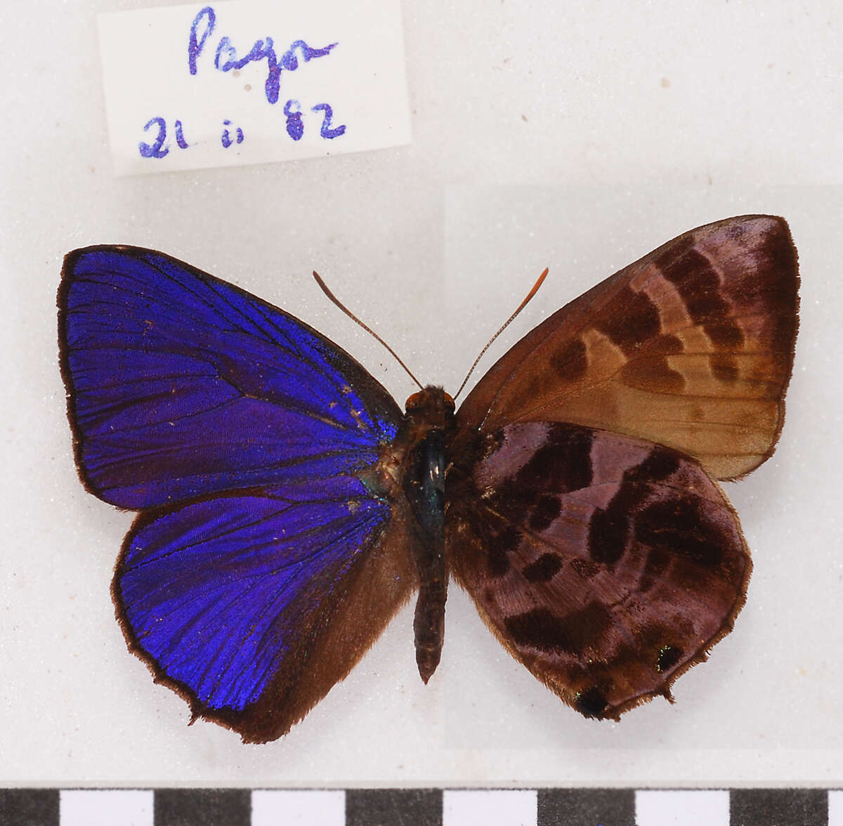 Plancia ëd Arhopala fulgida (Hewitson 1863)