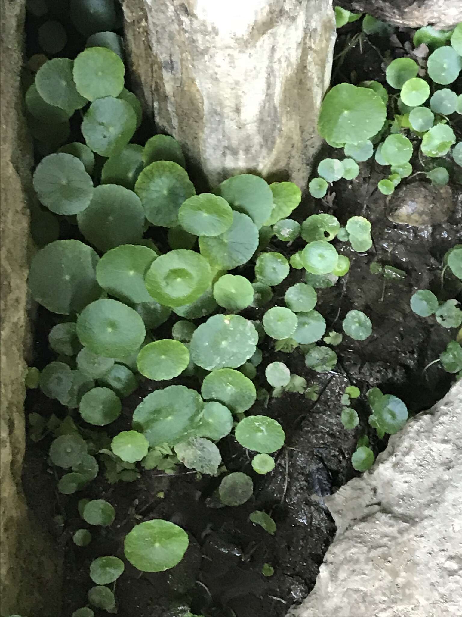 Image of manyflower marshpennywort