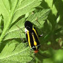 Image of Four-lined Plant Bug