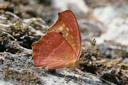 Imagem de Junonia lemonias aenaria Fruhstorfer 1912