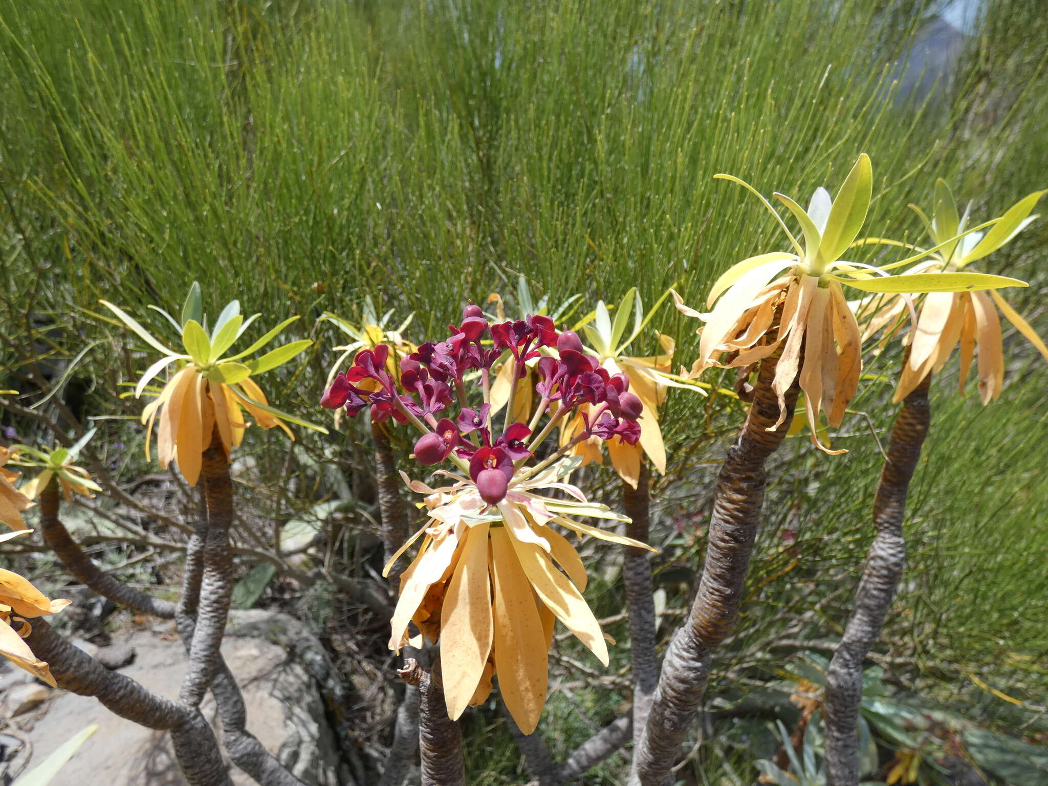 Euphorbia atropurpurea Brouss. ex Willd. resmi