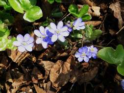 Image of American liverleaf