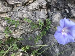 Слика од Ipomoea lindheimeri A. Gray