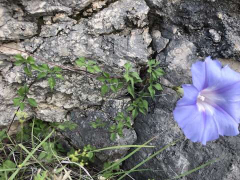 Image of Lindheimer's Morning-Glory