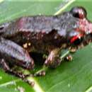 Image of Pristimantis miktos Ortego-Andrade & Venegas 2014