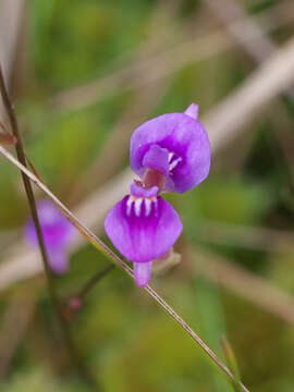 Image of bladderwort