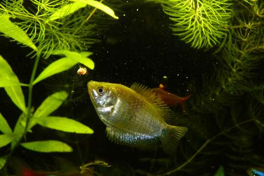 Image de Gourami nain