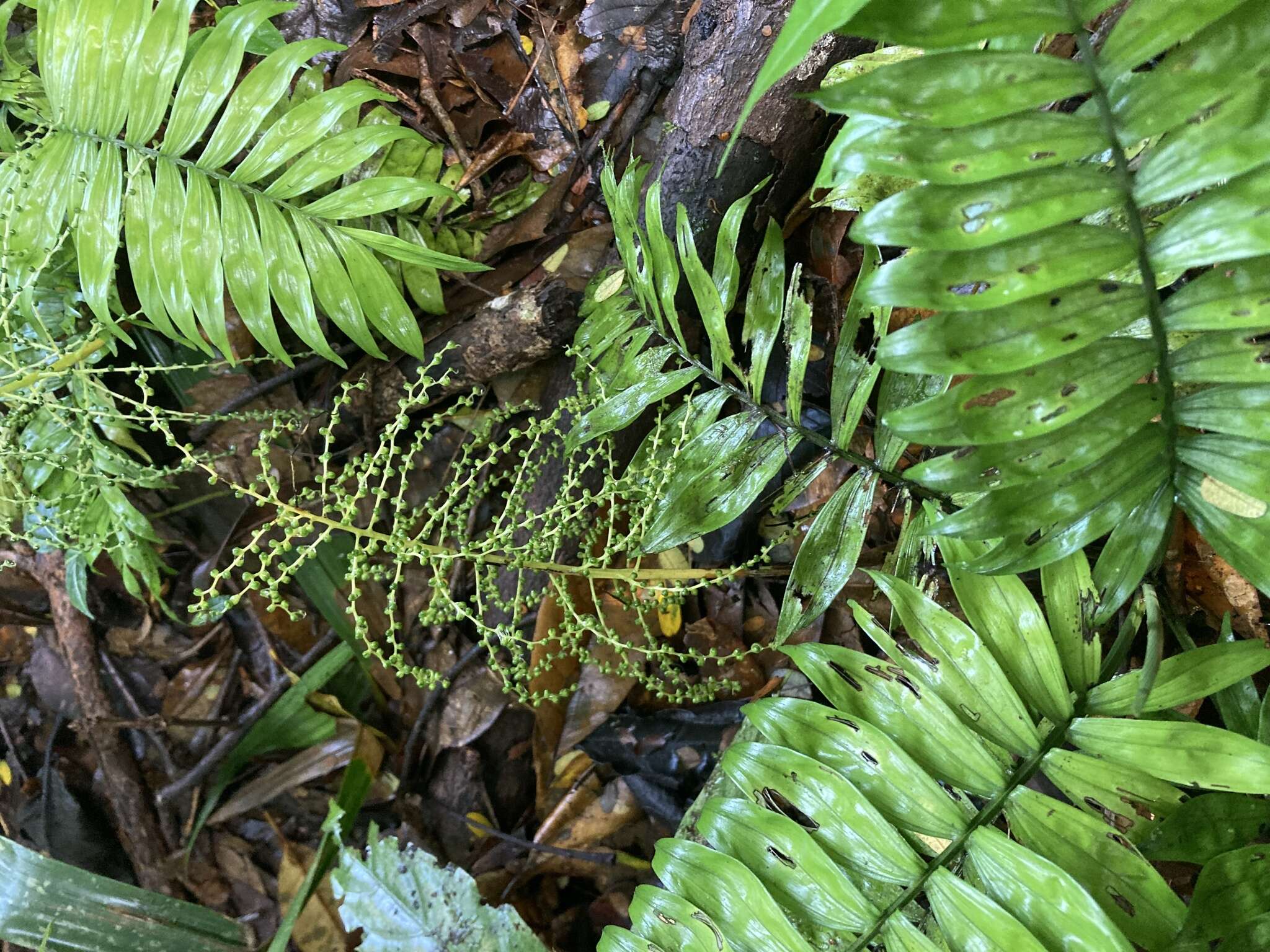 Imagem de Chamaedorea stenocarpa Standl. & Steyerm.