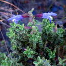 Sivun Salvia muirii L. Bolus kuva