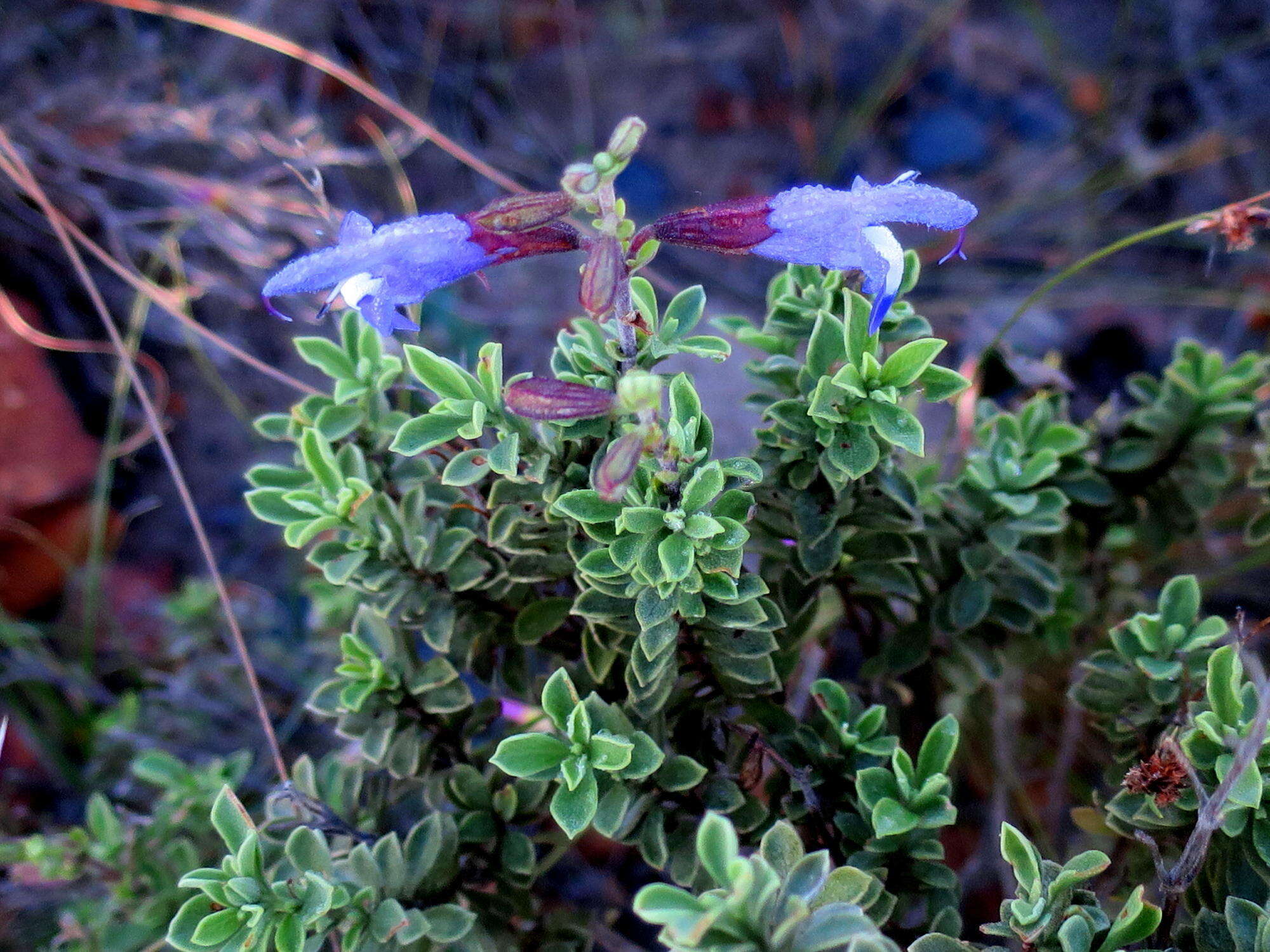 Imagem de Salvia muirii L. Bolus