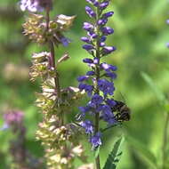 Image of Garden speedwell