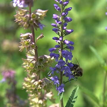 Image of Garden speedwell