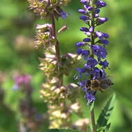 Image of Garden speedwell