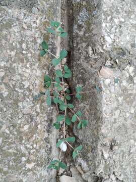 Image of Euphorbia chamaesyce L.