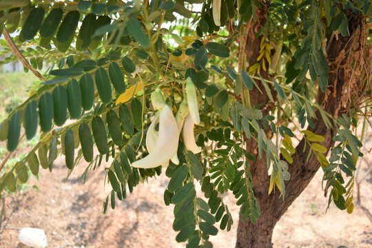 Слика од Sesbania grandiflora (L.) Pers.