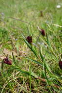 صورة Dianthus pontederae A. Kerner