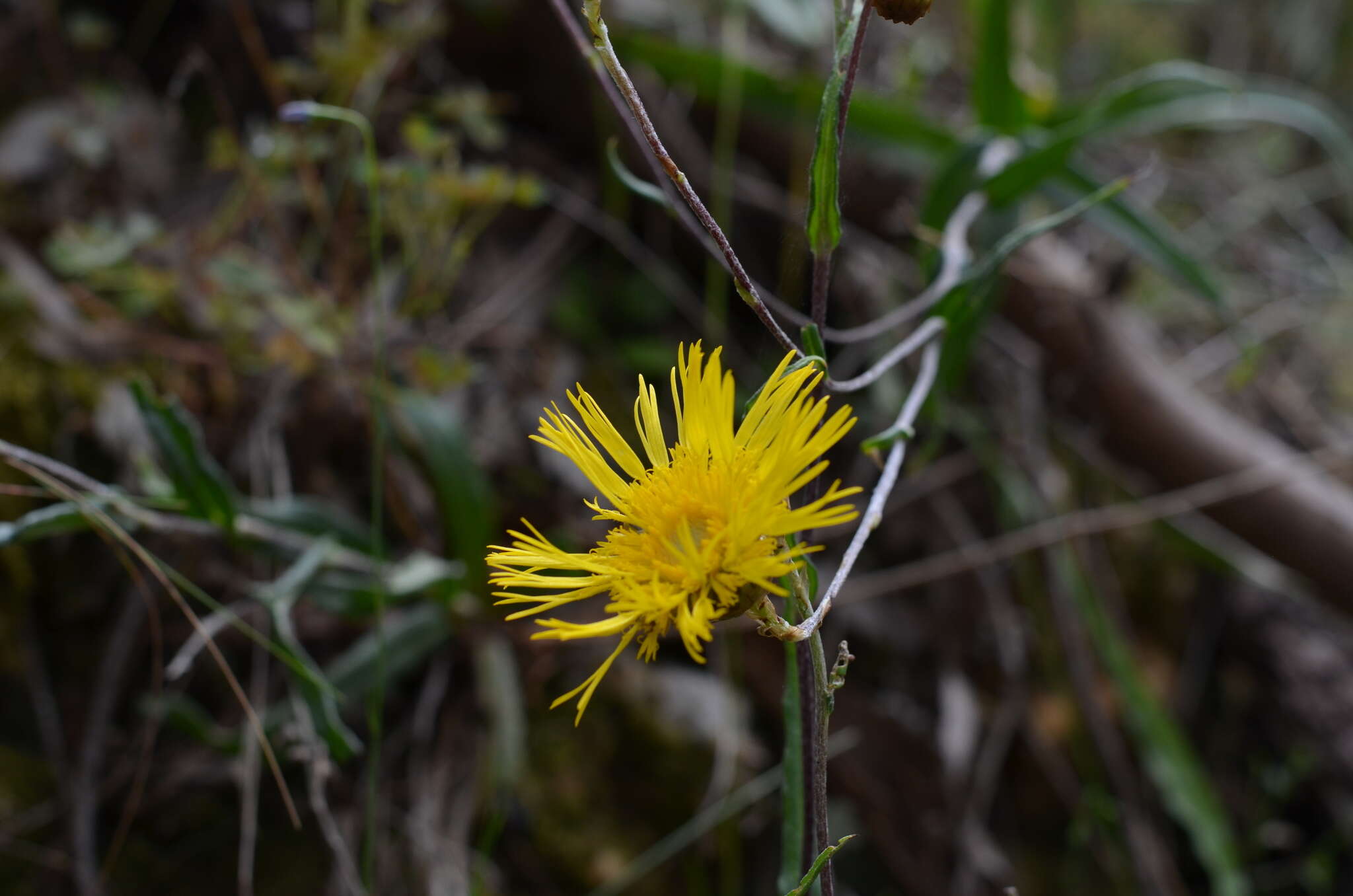 Image of Podolepis decipiens