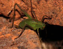 Image of Anisophya melanochloris (Rehn & J. A. G. 1911)