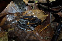 Image of Fort Randolph Robber Frog
