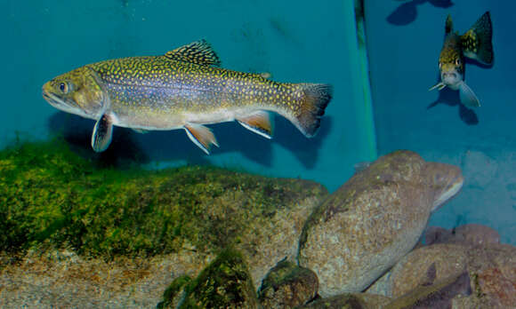 Image of brook trout