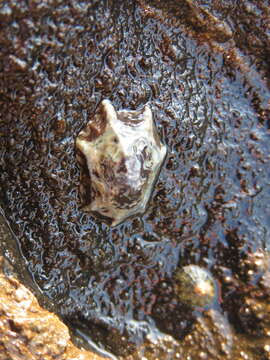 Image of Pacific sugar limpet