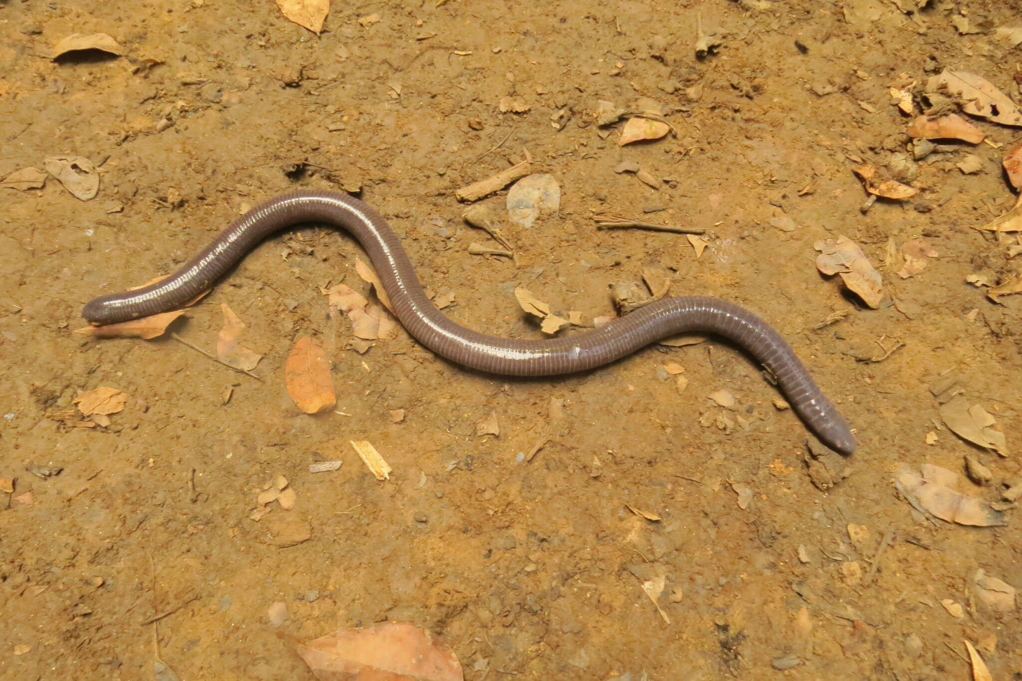 Image of Gymnopis Peters 1874