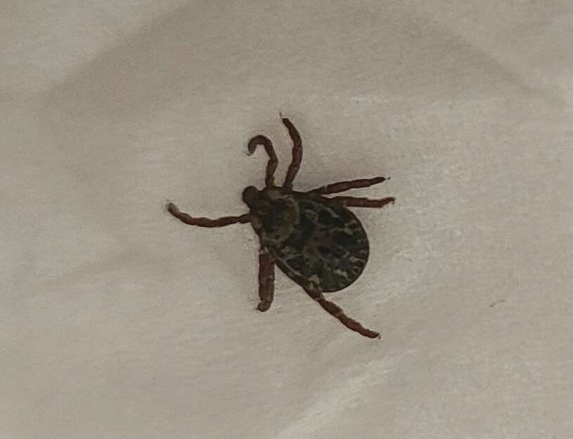 Image of Rocky Mountain Wood Tick