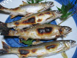 Image of ayu fishes