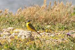 Motacilla flava flava Linnaeus 1758 resmi