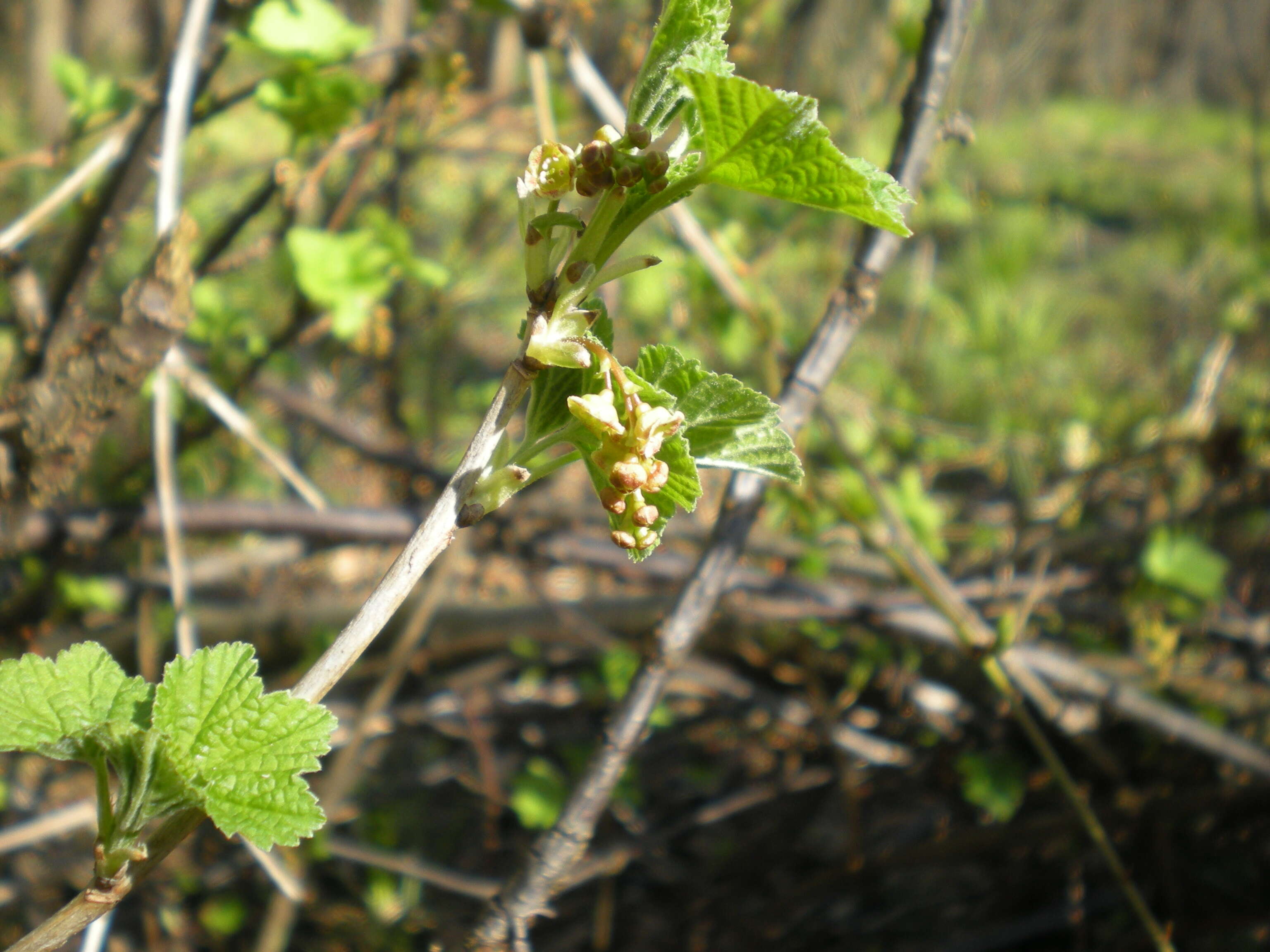 Image of Red Currant