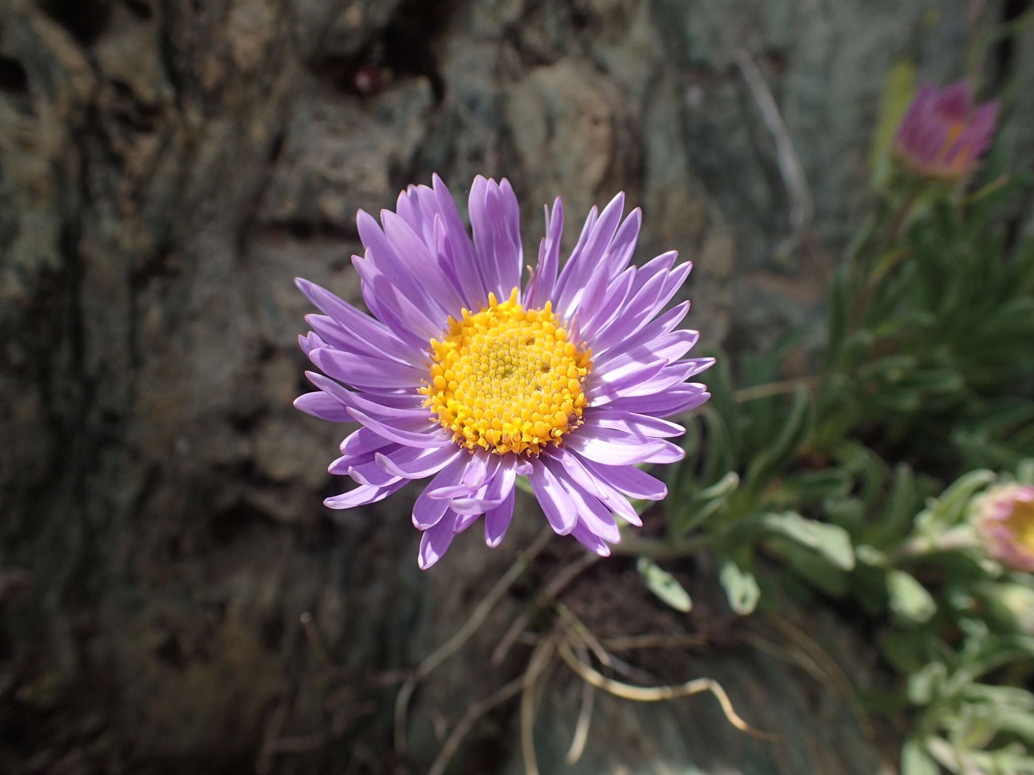 Image of alpine aster